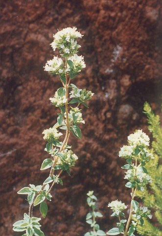 Origanum vulgare