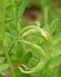 Frutos de Ornithopus compressus