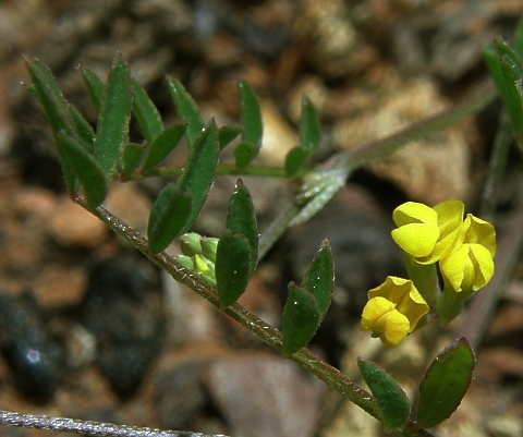 Ornithopus pinnatus