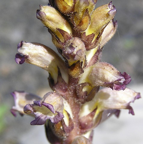 Orobanche cernua