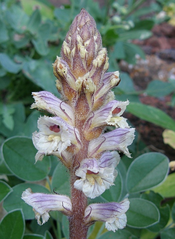 Orobanche minor