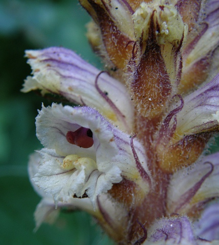 Orobanche minor