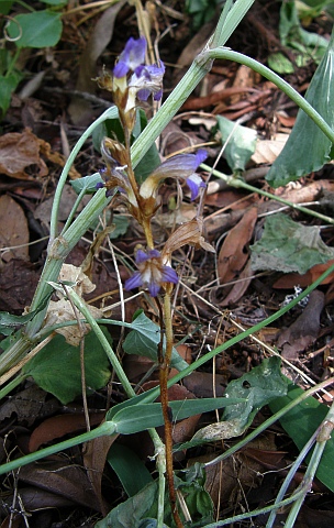 Orobanche nana