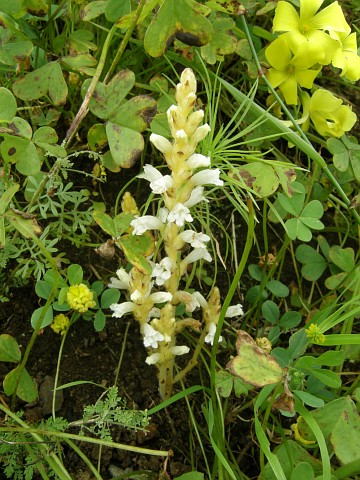 Orobanche ramosa