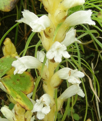 Orobanche ramosa