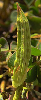 Fruto de Oxalis corniculata