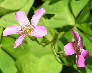 Oxalis corymbosa