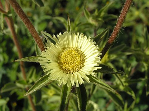 Pallenis spinosa