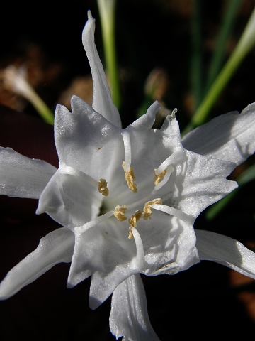 Flor de Pancratium canariense