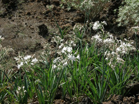 Pancratium canariense