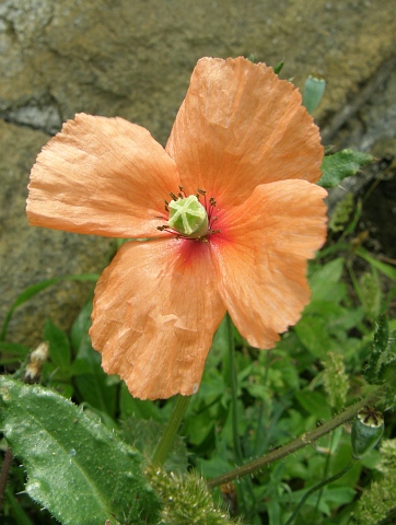 Papaver dubium