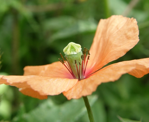 Fruto de Papaver dubium