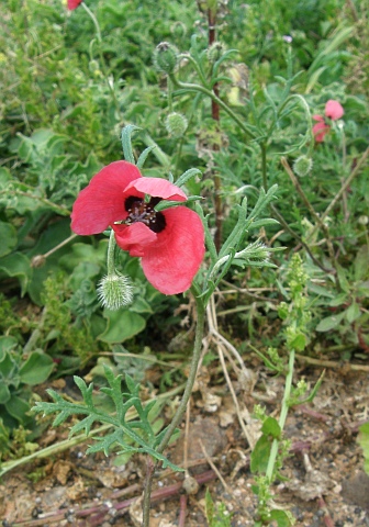 Papaver hybridum