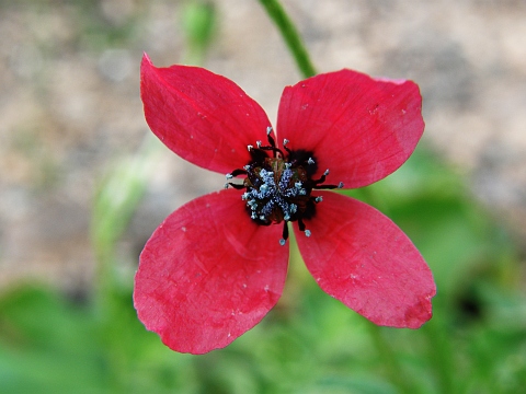 Papaver hybridum