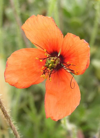 Papaver pinnatifidum