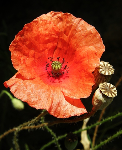 Papaver rhoeas