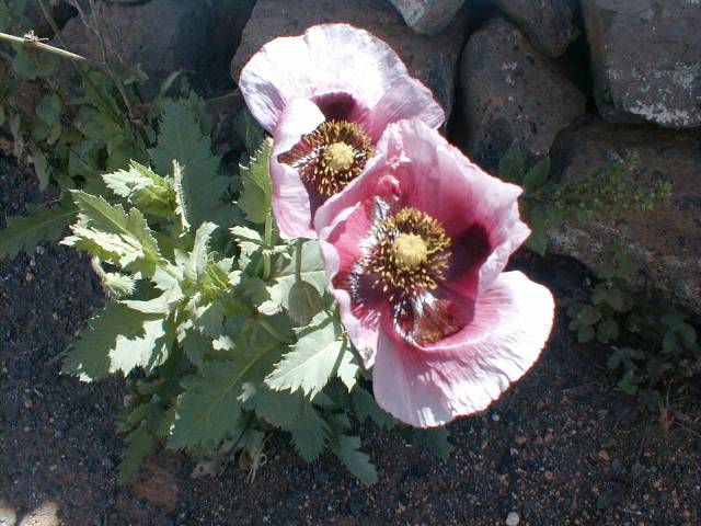 Papaver somniferum