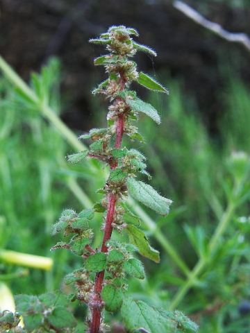 Parietaria debilis