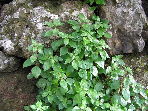 Parietaria judaica