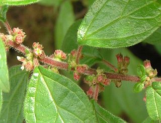 Parietaria judaica