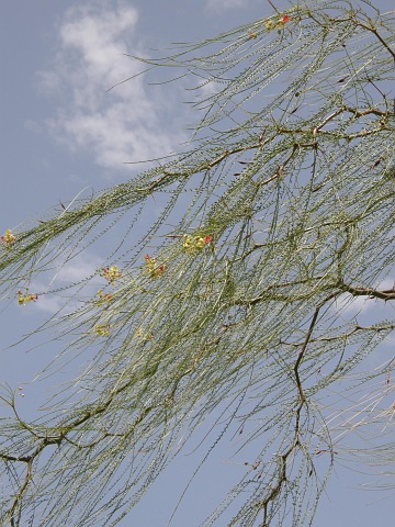 Parkinsonia aculeata