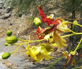 Parkinsonia aculeata