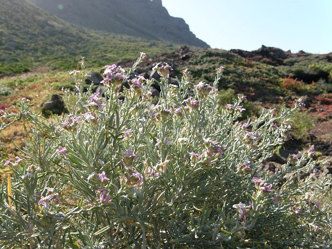 Parolinia intermedia