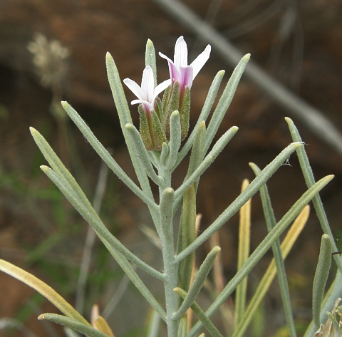 Parolinia ornata