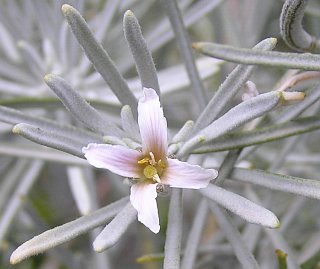 Parolinia platypetala