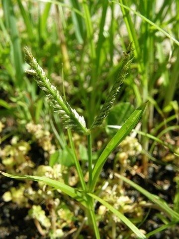 Paspalum paspalodes