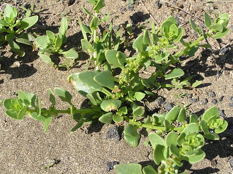 Patellifolia patellaris