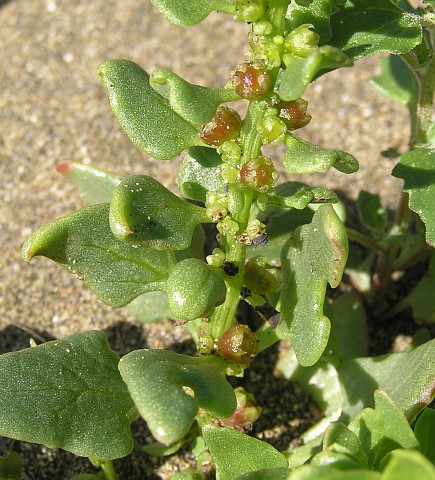 Patellifolia patellaris