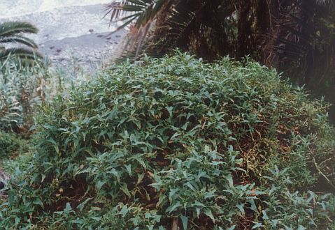 Patellifolia procumbens