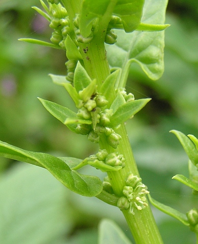 Patellifolia procumbens