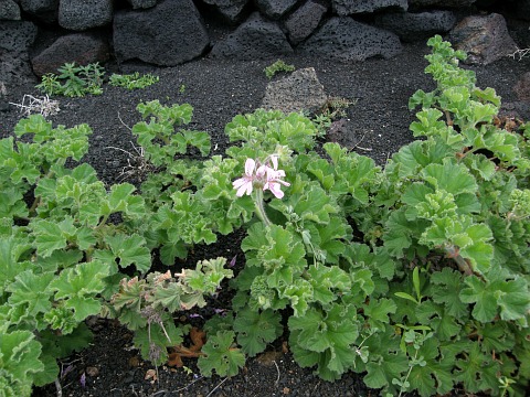 Pelargonium capitatum