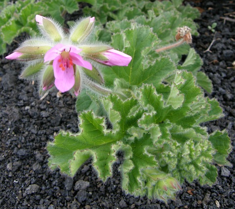 Pelargonium capitatum