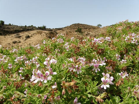 Pelargonium graveolens