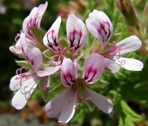 Pelargonium graveolens