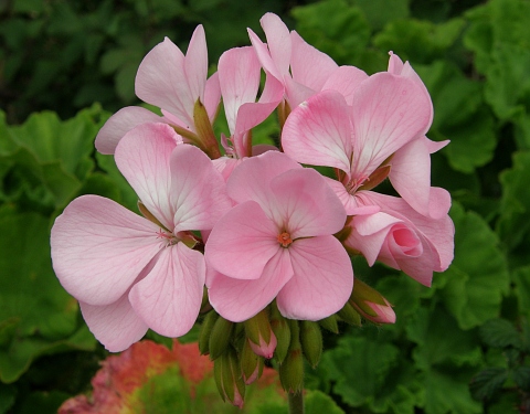 Pelargonium inquinans