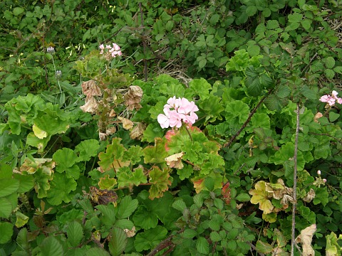 Pelargonium inquinans