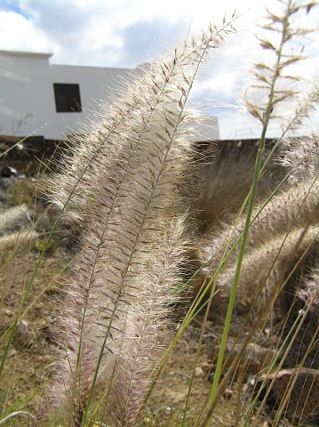 Espiguillas de Pennisetum setaceum ssp.orientale