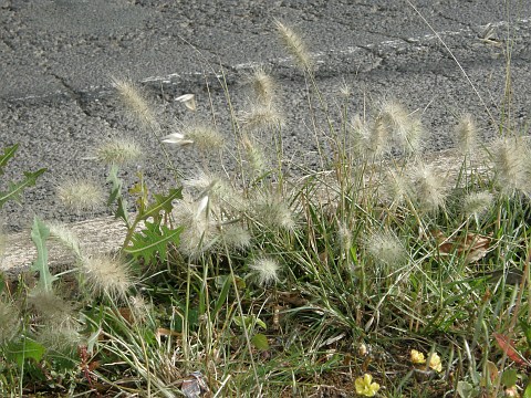 Pennisetum villosum