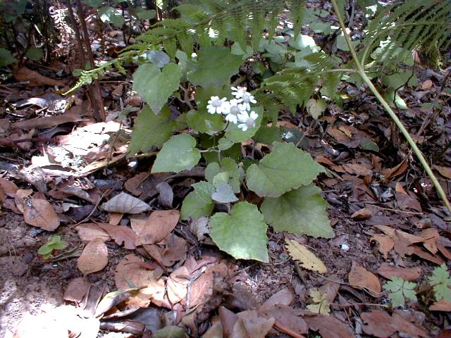 Pericallis appendiculata