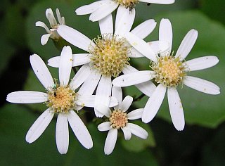 Capítulos de Pericallis appendiculata