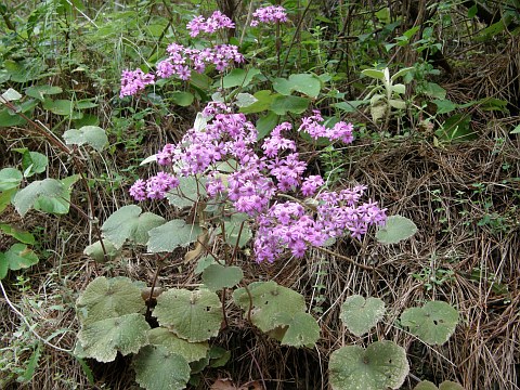 Pericallis cruenta