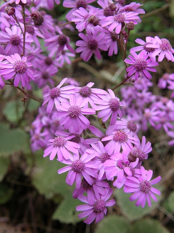 Capítulos de Pericallis cruenta