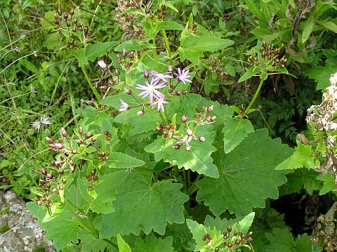 Pericallis echinata