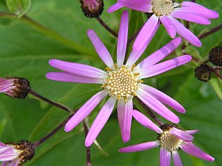 Captulo de Pericallis echinata