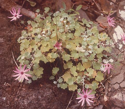 Pericallis lanata