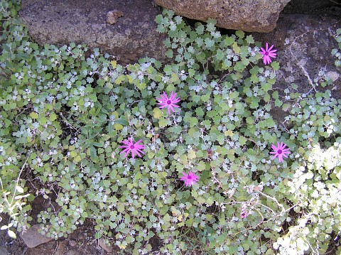 Pericallis lanata